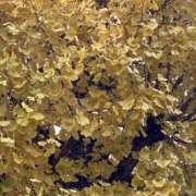 ヒメ日記 2025/11/25 14:34 投稿 れんか【舐めつくす極上時間】 なすがママされるがママ 宇都宮