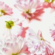 ヒメ日記 2025/09/26 19:02 投稿 花恋(かれん) グランドオペラ横浜