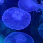 らいち 🙇🏻‍♀️ ホワイトハウス