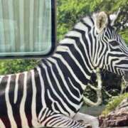 ヒメ日記 2026/01/09 10:12 投稿 中村たま 五十路マダム　和歌山店