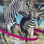 ヒメ日記 2026/01/15 21:54 投稿 中村たま 五十路マダム　和歌山店