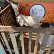 中村たま おはようございます♪ 五十路マダム　和歌山店