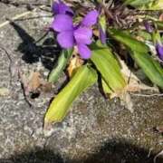 ヒメ日記 2026/03/10 10:28 投稿 中村たま 五十路マダム　和歌山店