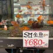 ヒメ日記 2026/04/30 09:08 投稿 中村たま 五十路マダム　和歌山店