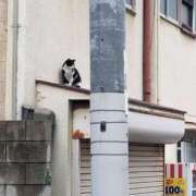 ヒメ日記 2025/09/13 22:15 投稿 まこと ご近所物語