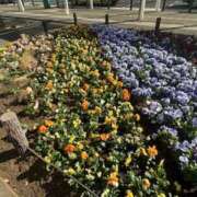 ヒメ日記 2025/09/27 11:32 投稿 あけみ 完熟ばなな川崎