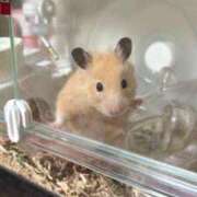 ヒメ日記 2025/10/20 20:43 投稿 ことり ダイスキ