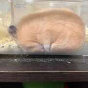 ヒメ日記 2025/11/06 11:42 投稿 ことり ダイスキ