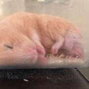 ヒメ日記 2025/11/08 20:24 投稿 ことり ダイスキ