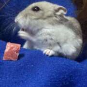 ヒメ日記 2025/11/13 11:44 投稿 ことり ダイスキ