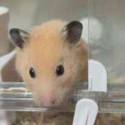 ヒメ日記 2025/11/19 05:06 投稿 ことり ダイスキ