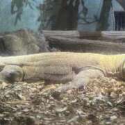 ヒメ日記 2025/11/24 16:03 投稿 ことり ダイスキ