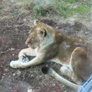 ヒメ日記 2025/11/26 22:29 投稿 ことり ダイスキ