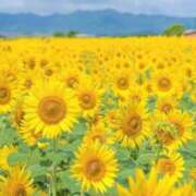 ヒメ日記 2025/09/04 09:34 投稿 柳さえ ウルトラハピネス