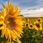 ヒメ日記 2025/09/08 12:20 投稿 柳さえ ウルトラハピネス