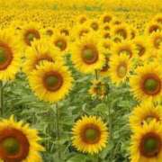 ヒメ日記 2025/10/11 09:09 投稿 柳さえ ウルトラハピネス