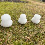 ヒメ日記 2026/01/09 10:40 投稿 うみ ストロベリーハウス