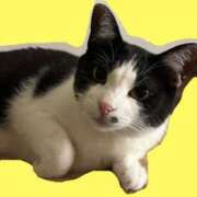 ヒメ日記 2025/10/25 00:11 投稿 長谷部 こころ こあくまな熟女たち 本厚木店(KOAKUMAグループ)