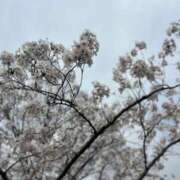 ヒメ日記 2026/04/12 17:07 投稿 モモカ 【福岡デリヘル】20代・30代★博多で評判のお店はココです！