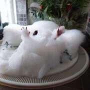 ヒメ日記 2025/09/23 09:32 投稿 兼綱凛子 五十路マダム姫路店