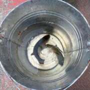 ヒメ日記 2026/04/14 10:11 投稿 あかり 秋葉原コスプレ学園(AKG)