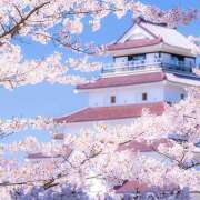 ヒメ日記 2026/03/11 09:52 投稿 矢口 響 五十路マダムエクスプレス横浜店（カサブランカグループ）