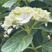 めぐみ 紫陽花✨綺麗😀お礼日記📔 MOISTLIP