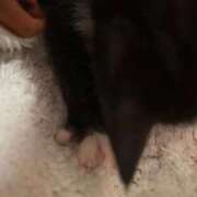 ヒメ日記 2025/11/03 14:05 投稿 ゆら☆激カワユス♪小さな天使 辻Opera～オペラ～