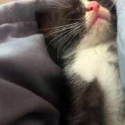 ヒメ日記 2025/11/10 01:15 投稿 ゆら☆激カワユス♪小さな天使 辻Opera～オペラ～