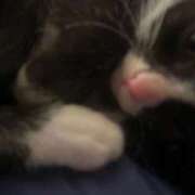 ヒメ日記 2025/11/21 19:45 投稿 ゆら☆激カワユス♪小さな天使 辻Opera～オペラ～