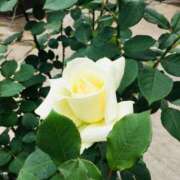 ヒメ日記 2025/09/05 23:25 投稿 緒沢  恵美里 30代40代50代と遊ぶなら博多人妻専科24時