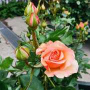 ヒメ日記 2025/09/06 19:01 投稿 緒沢  恵美里 30代40代50代と遊ぶなら博多人妻専科24時