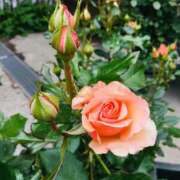 ヒメ日記 2025/10/24 14:06 投稿 緒沢  恵美里 30代40代50代と遊ぶなら博多人妻専科24時