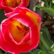 ヒメ日記 2025/11/03 17:24 投稿 緒沢  恵美里 30代40代50代と遊ぶなら博多人妻専科24時