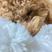 ヒメ日記 2025/11/04 12:07 投稿 緒沢  恵美里 30代40代50代と遊ぶなら博多人妻専科24時