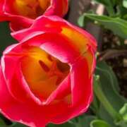 ヒメ日記 2025/11/06 14:57 投稿 緒沢  恵美里 30代40代50代と遊ぶなら博多人妻専科24時