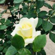 ヒメ日記 2025/11/06 20:02 投稿 緒沢  恵美里 30代40代50代と遊ぶなら博多人妻専科24時