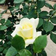 ヒメ日記 2025/11/07 19:23 投稿 緒沢  恵美里 30代40代50代と遊ぶなら博多人妻専科24時