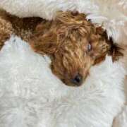 ヒメ日記 2025/11/11 21:44 投稿 緒沢  恵美里 30代40代50代と遊ぶなら博多人妻専科24時