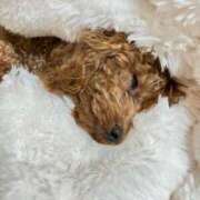 ヒメ日記 2025/11/12 20:07 投稿 緒沢  恵美里 30代40代50代と遊ぶなら博多人妻専科24時