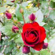 ヒメ日記 2025/11/15 16:05 投稿 緒沢  恵美里 30代40代50代と遊ぶなら博多人妻専科24時