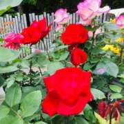 ヒメ日記 2025/11/16 16:46 投稿 緒沢  恵美里 30代40代50代と遊ぶなら博多人妻専科24時