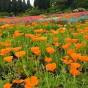 ヒメ日記 2025/11/19 10:35 投稿 緒沢  恵美里 30代40代50代と遊ぶなら博多人妻専科24時