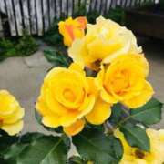 ヒメ日記 2025/11/22 16:03 投稿 緒沢  恵美里 30代40代50代と遊ぶなら博多人妻専科24時