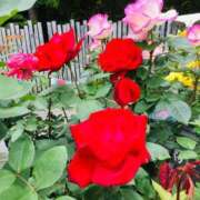 ヒメ日記 2025/11/30 16:44 投稿 緒沢  恵美里 30代40代50代と遊ぶなら博多人妻専科24時