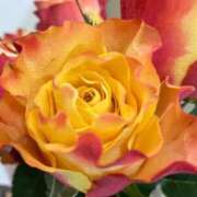 ヒメ日記 2025/12/02 12:49 投稿 緒沢  恵美里 30代40代50代と遊ぶなら博多人妻専科24時