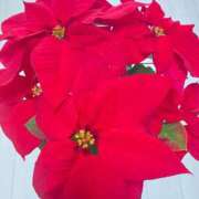 ヒメ日記 2025/12/15 19:48 投稿 緒沢  恵美里 30代40代50代と遊ぶなら博多人妻専科24時