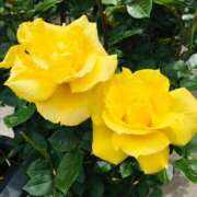 ヒメ日記 2025/12/18 12:00 投稿 緒沢  恵美里 30代40代50代と遊ぶなら博多人妻専科24時