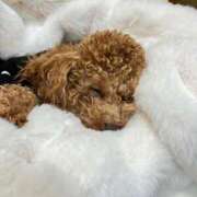 ヒメ日記 2025/12/27 17:33 投稿 緒沢  恵美里 30代40代50代と遊ぶなら博多人妻専科24時