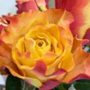 ヒメ日記 2025/12/28 12:14 投稿 緒沢  恵美里 30代40代50代と遊ぶなら博多人妻専科24時